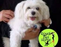 .Bichon Maltese _\\ White Miniii