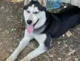 Husky female 7 months