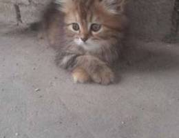 Cat siberian chinchilla choclate color