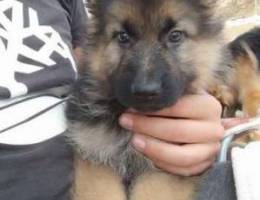 German shepherd