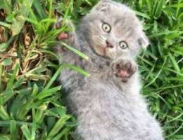 Scottish fold kitten