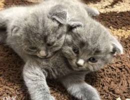 Scottish fold gray tubby boy and girl