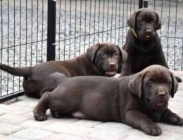 Brown Labrador