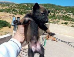 Dark Malinois puppies for reservation