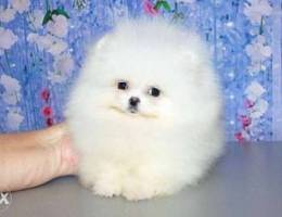 Off white Pomeranian teacup