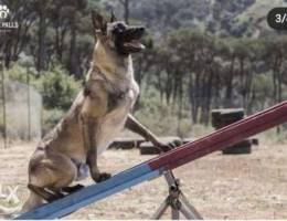 Malinois