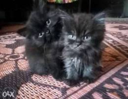 2 cats chirazi balck nad silver Ø°ÙƒÙˆØ±Ùƒ and ...