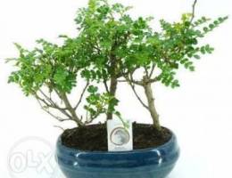 Zanthoxylum forest bonsai