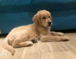 Golden retriever puppy