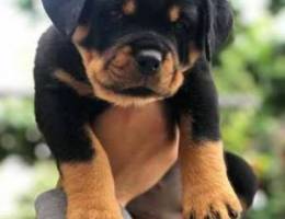 available rottweiler puppies