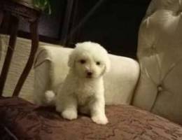 bichon