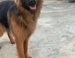 Super german shepherd for sale(black mask-...