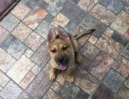 Pure german Shepard for sale 4 month fi so...