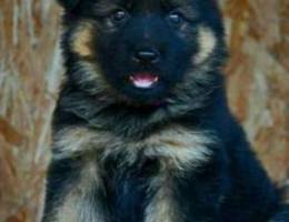 German shepherd