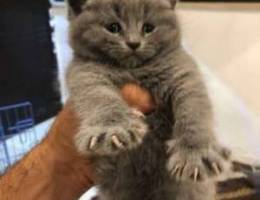 British shorthair female top quality