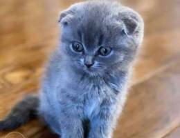 Scottish fold top quality gray