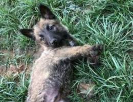 malinois male dakar