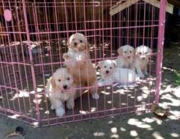 puppies bichon