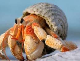 Ù…Ø·Ù„ÙˆØ¨ hermit crab