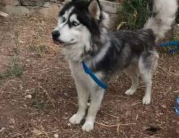 siberian husky male