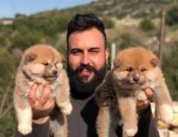 Japanese akita available in lebanon