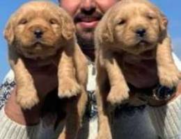 Red goldens available now