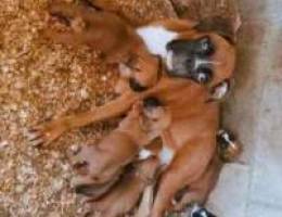 Soon boxer puppies