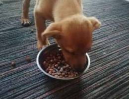 Labrador puppy