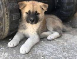 akita puppy