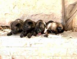 malinois puppies for reservation