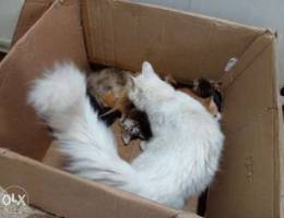 Angora cats