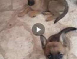 malinois for sale