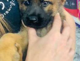 malinois female 80$