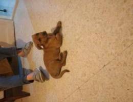 Brown labrado male puppy not vaccined