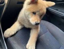 male akita for sale