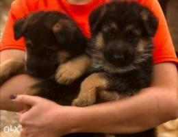 German shepherd puppies for sale