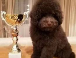 Brown choco Toy poodle