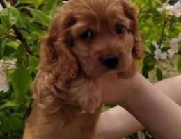 American cocker spaniel