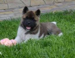 American Akita