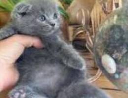 Female and male scottish fold el we7de 160...