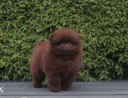 Brown Pomeranian