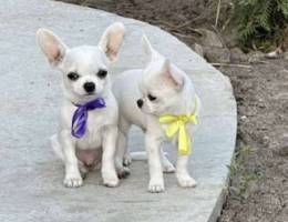 Chihuahua white