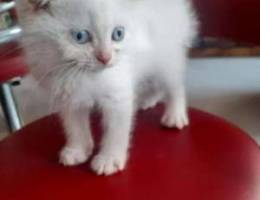 Scottish fold full white blue eyes