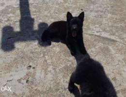 Black German Shepherd Puppies