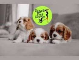 ]] Cavalier King Charles Puppyy +