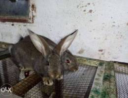 Holland Giant rabbit