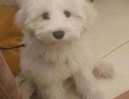 Bichon