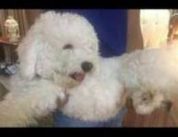 Bichon 7 month