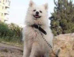 For sale white Pomeranian male 2 years old...