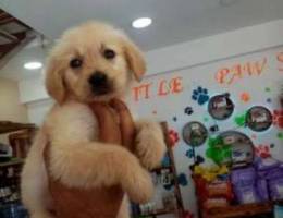 Golden retriver gold color